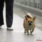 娱乐吃瓜养狗视频大全,娱乐吃瓜,狗狗视频大全集锦