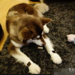 娱乐吃瓜酱救狗还是救人,救狗还是救人的道德抉择